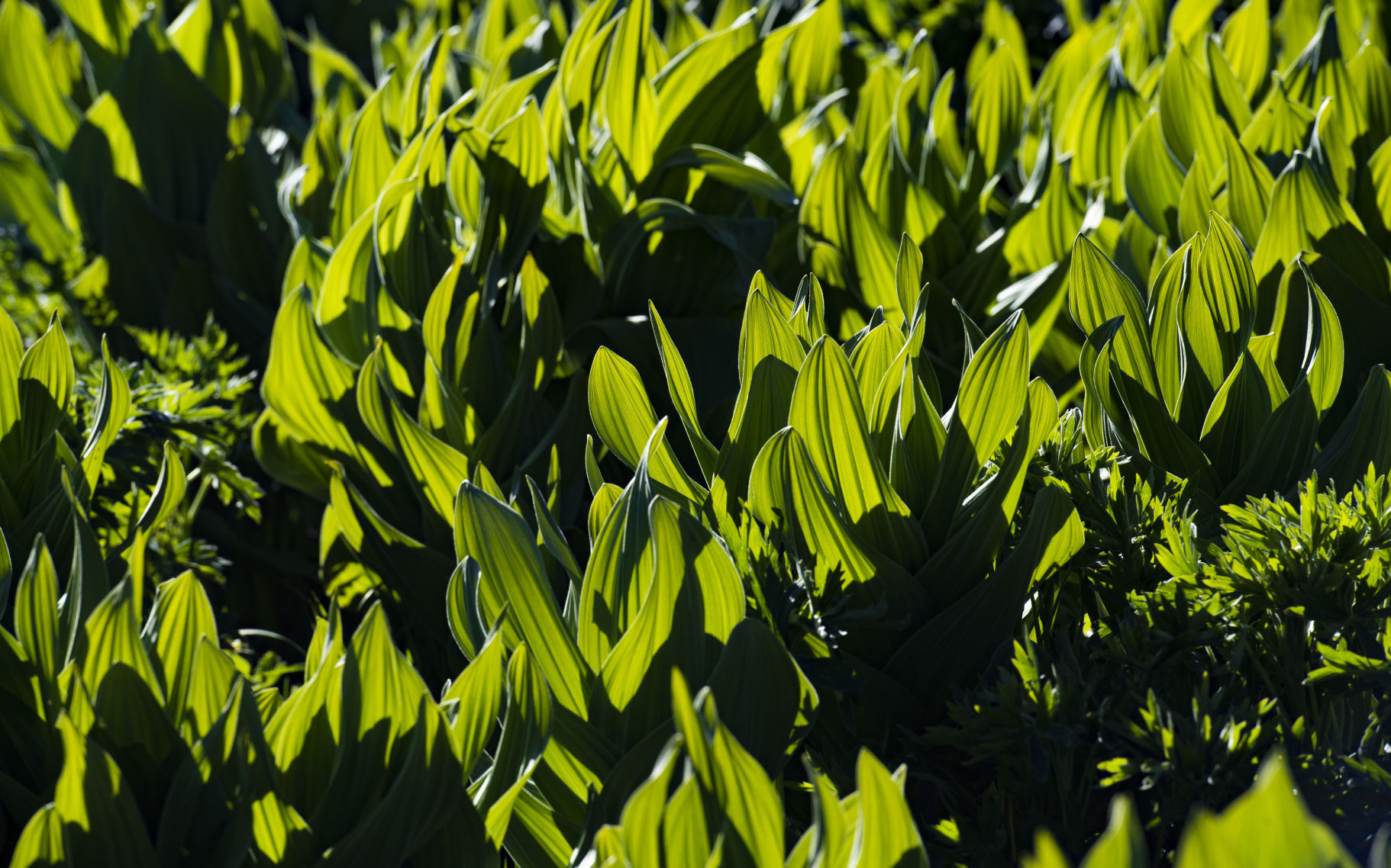 06_27_19 wildflowers0518.jpg